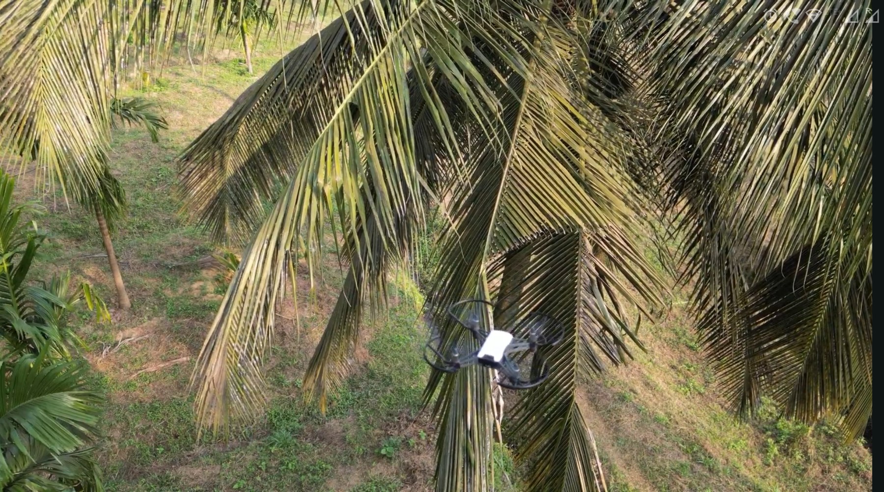 Coconut canopy imagery from field navigation trials
