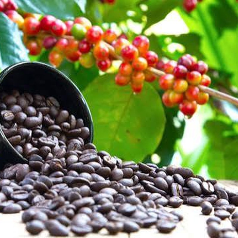 Coffee crop and coffee cherries