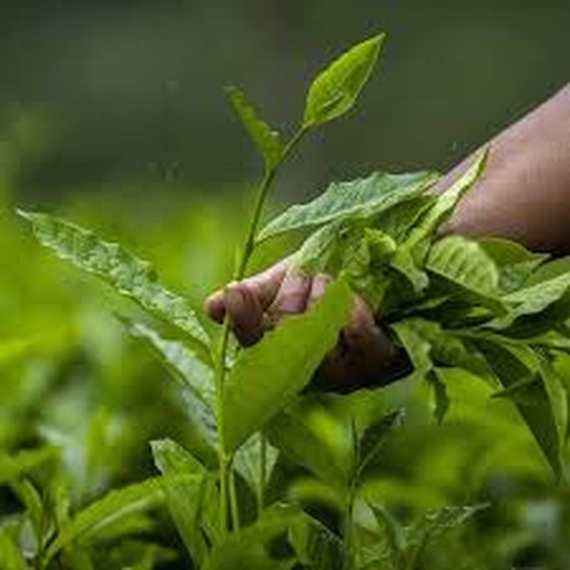 AI-powered crop health monitoring in a field