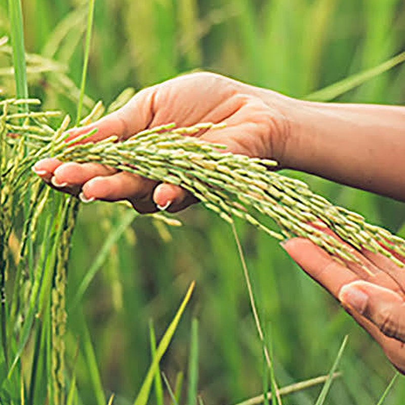 Paddy rice crop