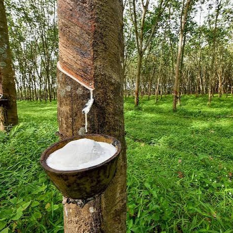 Rubber tree in a plantation